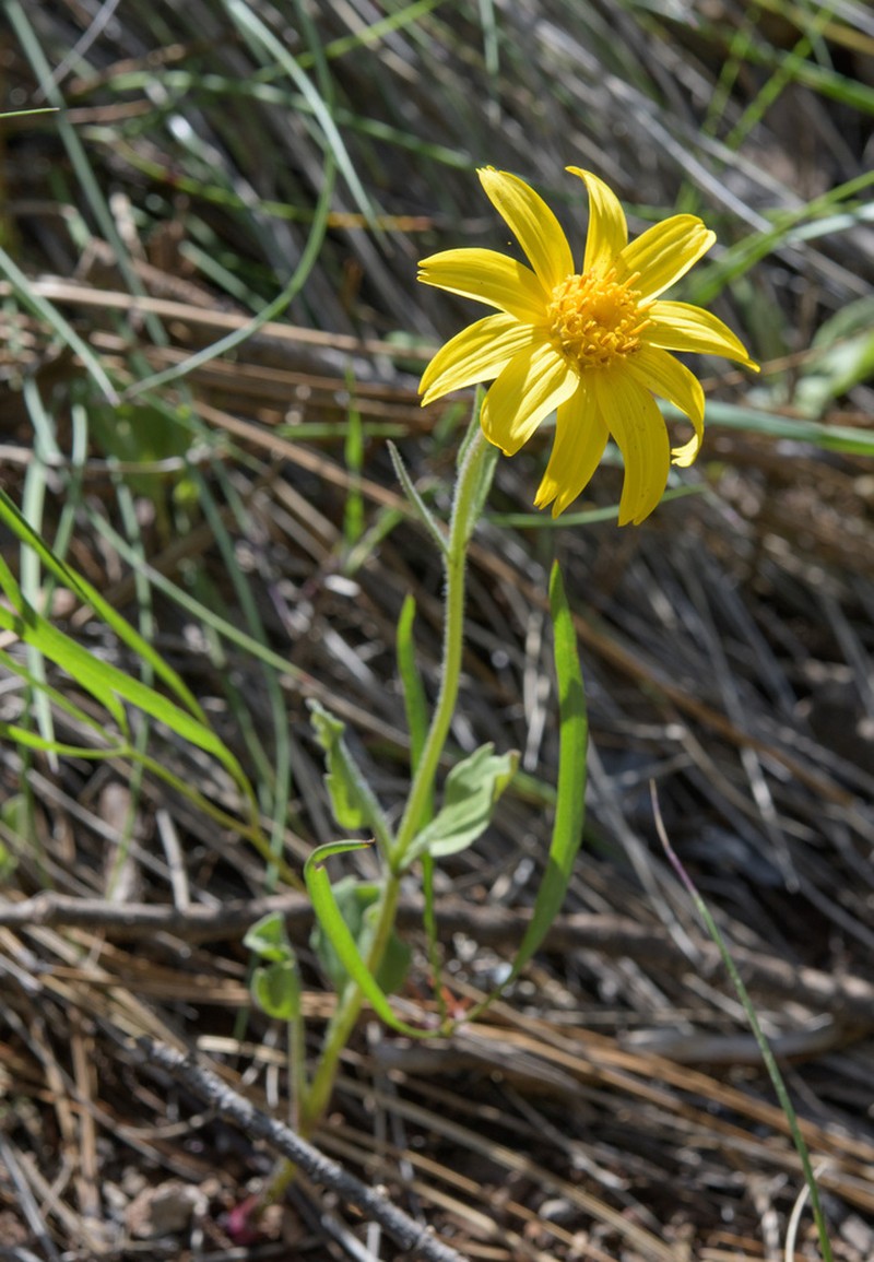 Serpentine Arnica photo 5