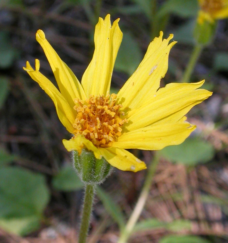 Serpentine Arnica photo 6