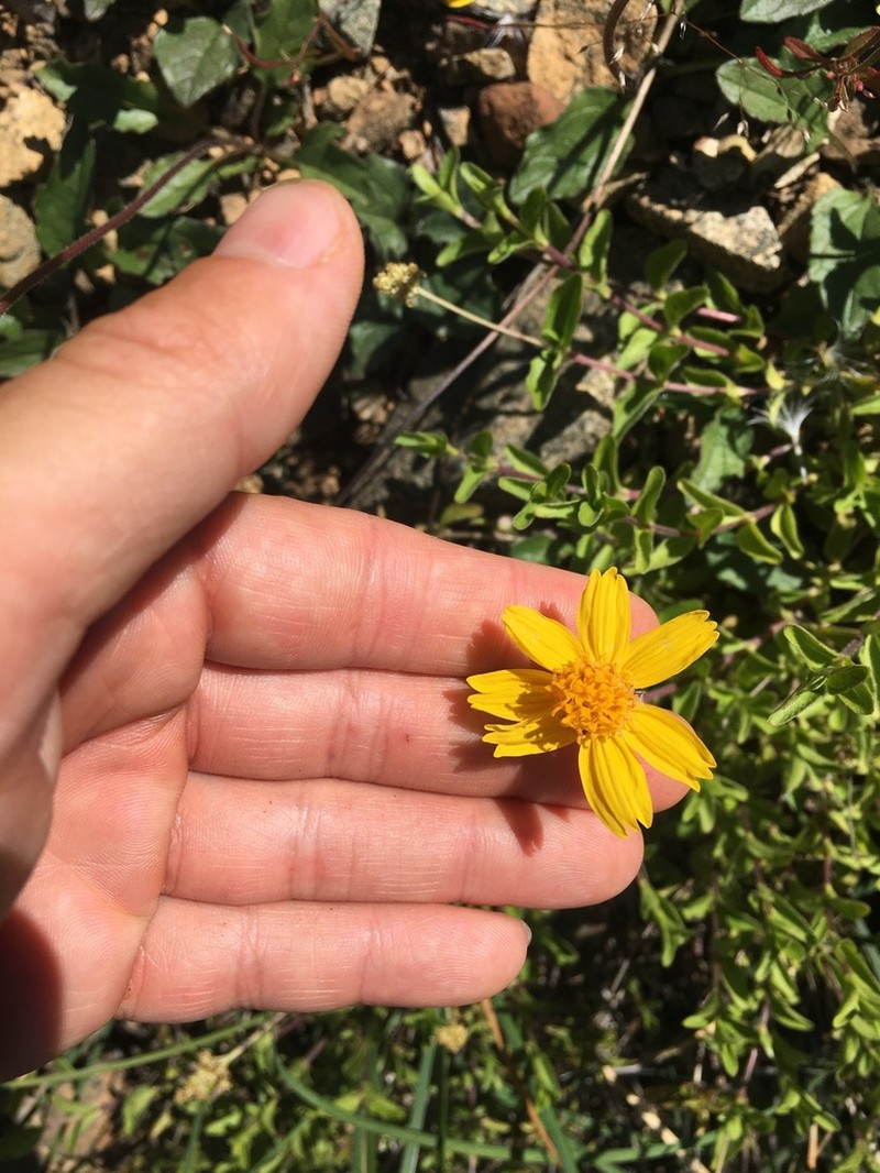Serpentine Arnica photo 7