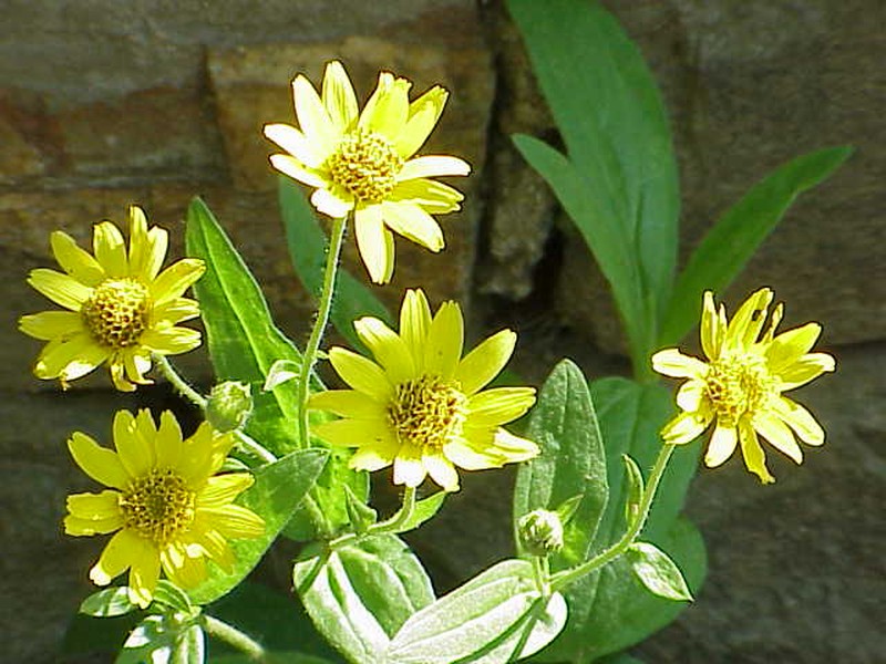 Chamisso Arnica