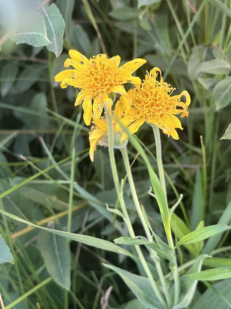 Chamisso Arnica photo 3