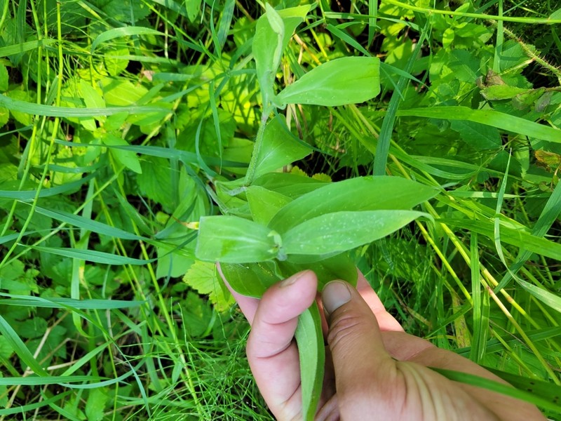 Chamisso Arnica photo 4