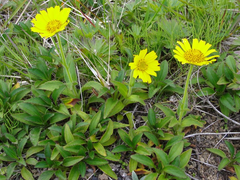 Chamisso Arnica photo 5