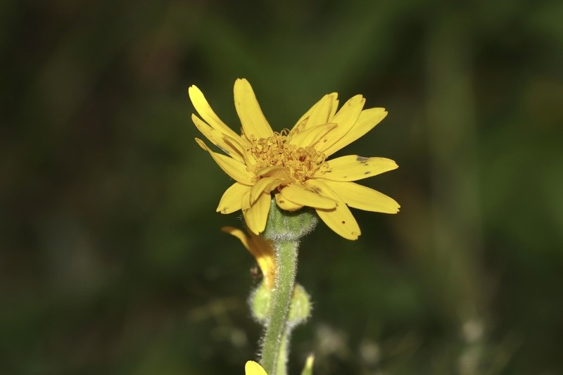 Chamisso Arnica photo 6