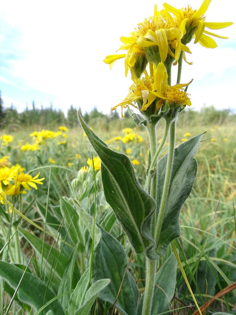 Chamisso Arnica photo 7