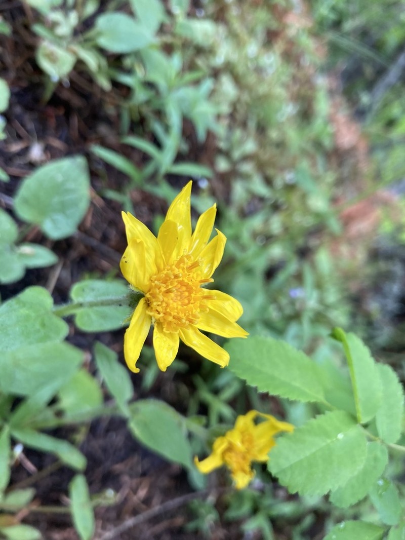Heartleaf Arnica photo 2