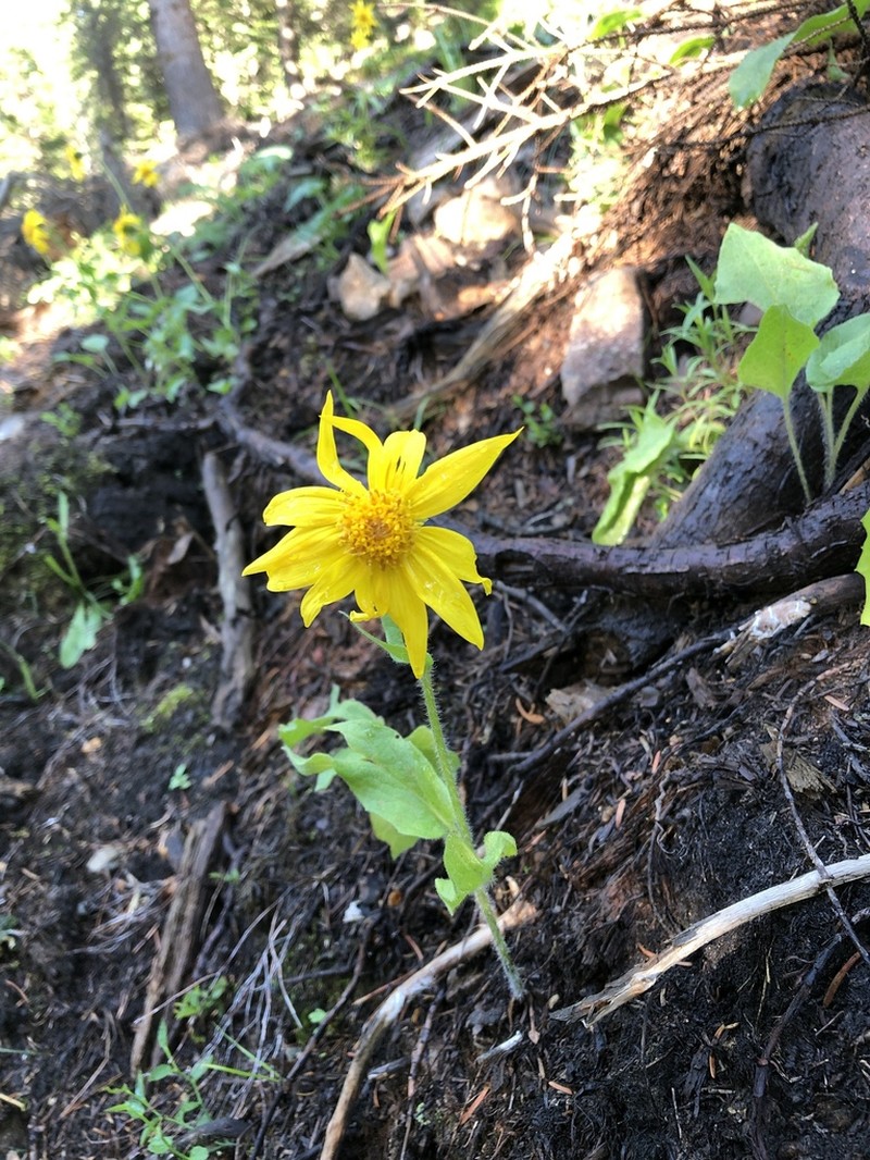 Heartleaf Arnica photo 3