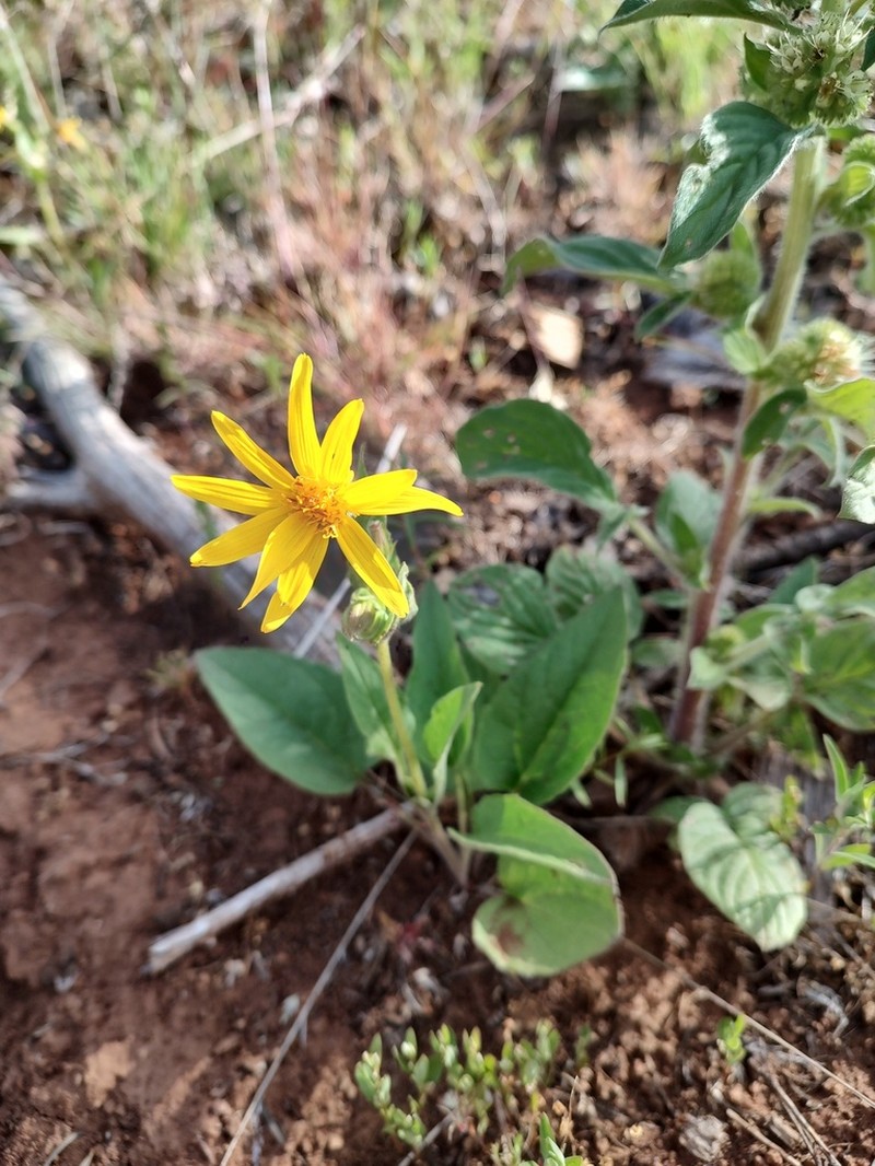 Heartleaf Arnica photo 4