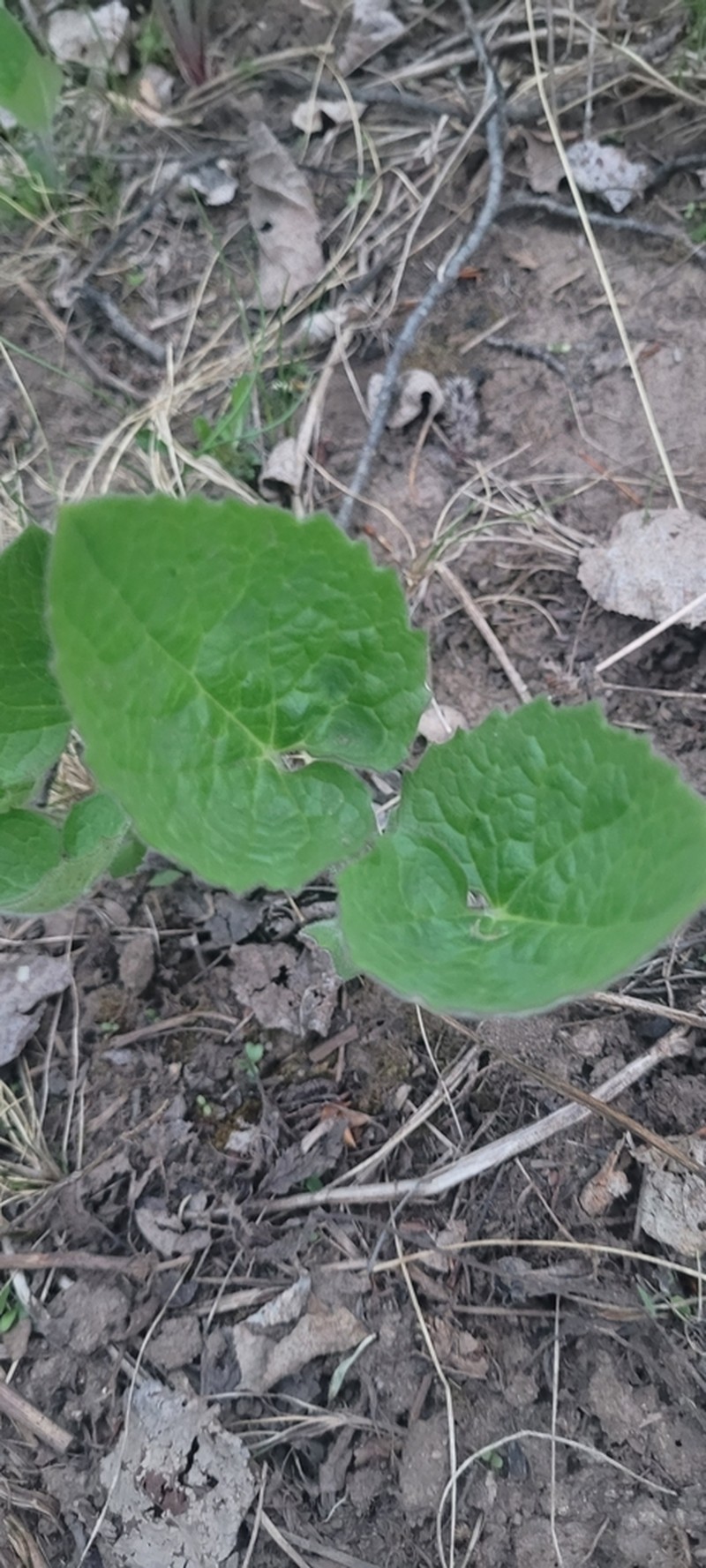 Heartleaf Arnica photo 5