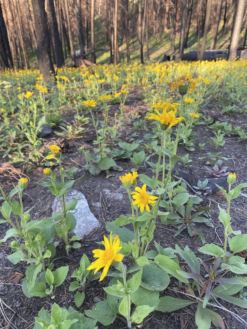 Heartleaf Arnica photo 6