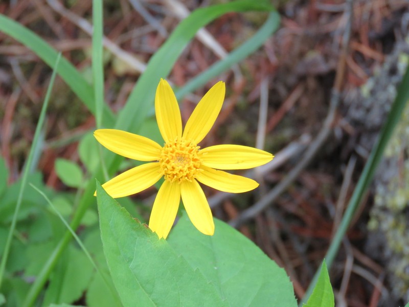 Heartleaf Arnica photo 7