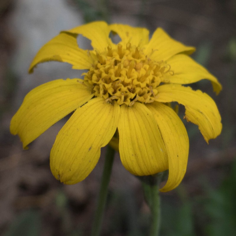 Mock Leopardbane photo 2