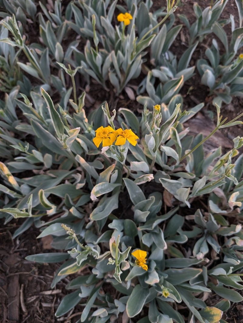 Mock Leopardbane photo 3