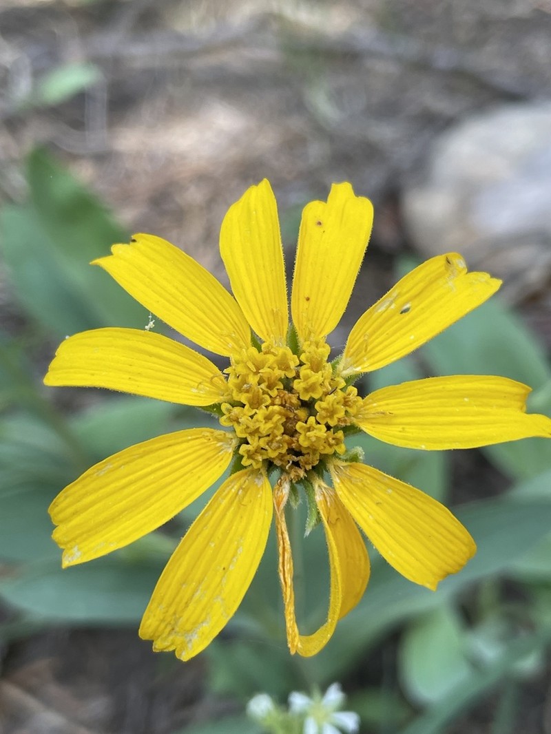 Mock Leopardbane photo 4