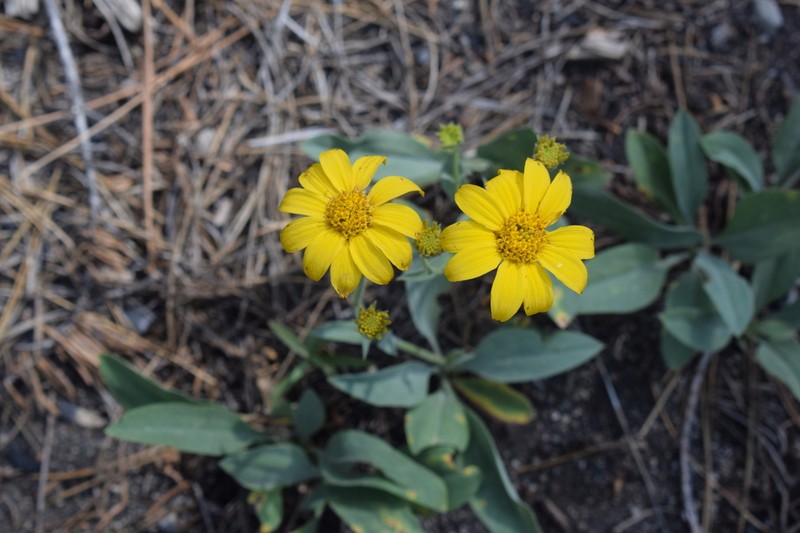 Mock Leopardbane photo 5