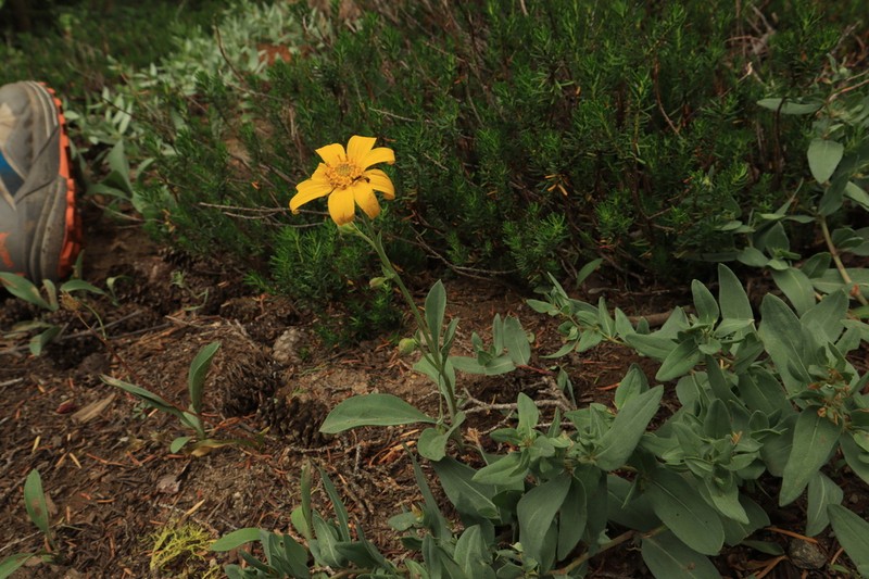 Mock Leopardbane photo 6
