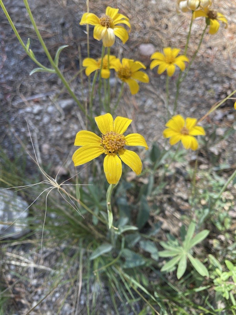 Mock Leopardbane photo 7