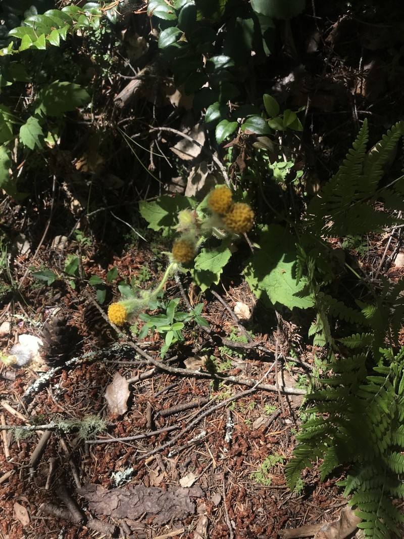 Rayless Arnica photo 2