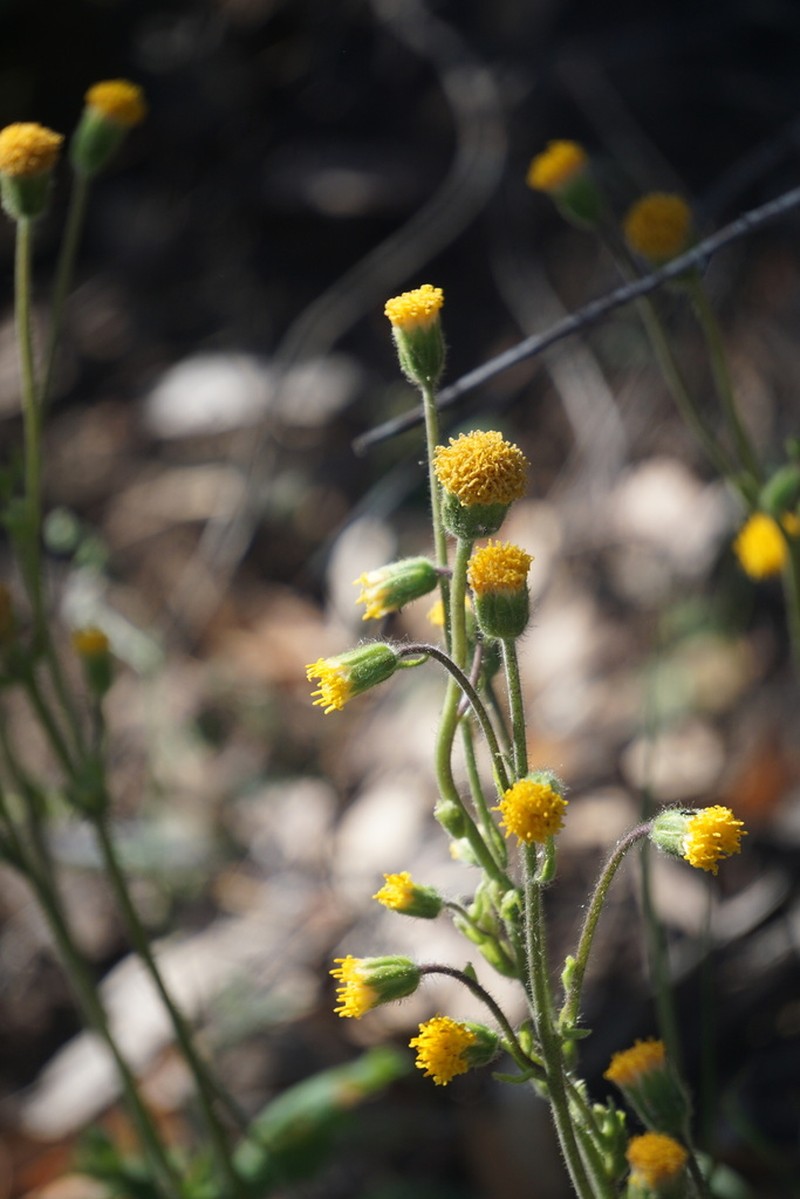 Rayless Arnica photo 3