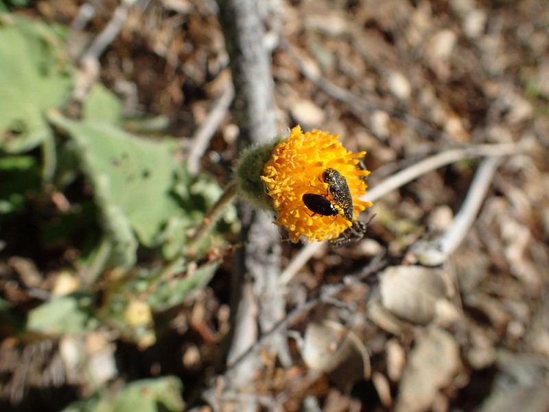 Rayless Arnica photo 4