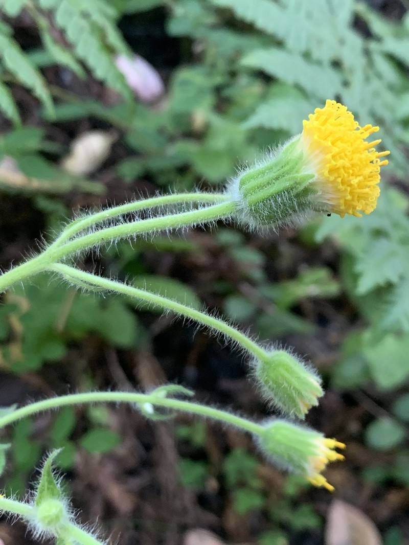 Rayless Arnica photo 5