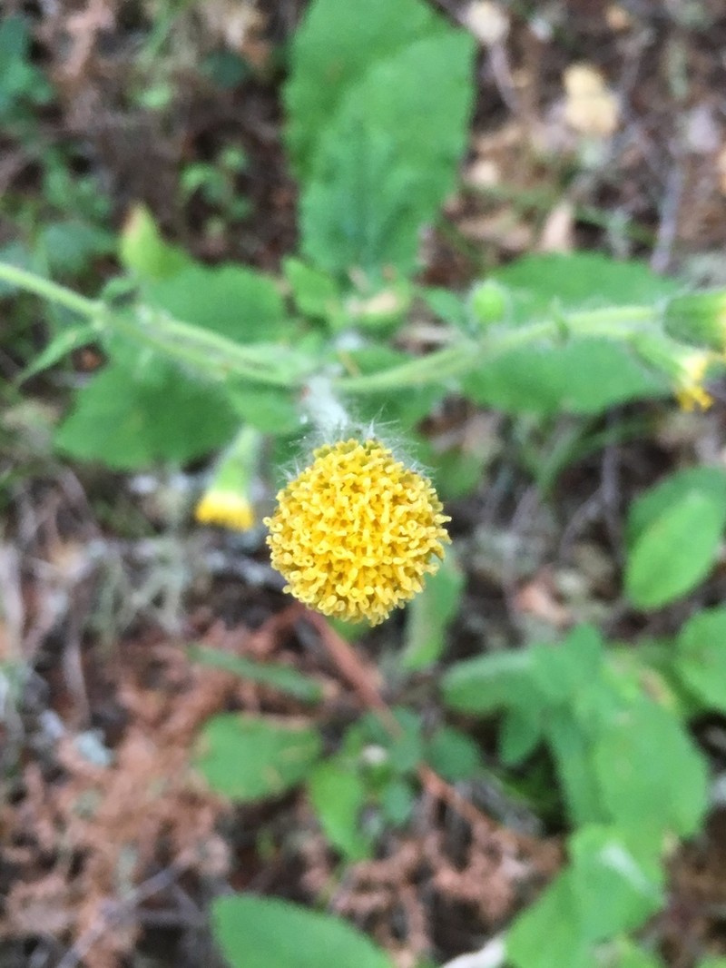 Rayless Arnica photo 6