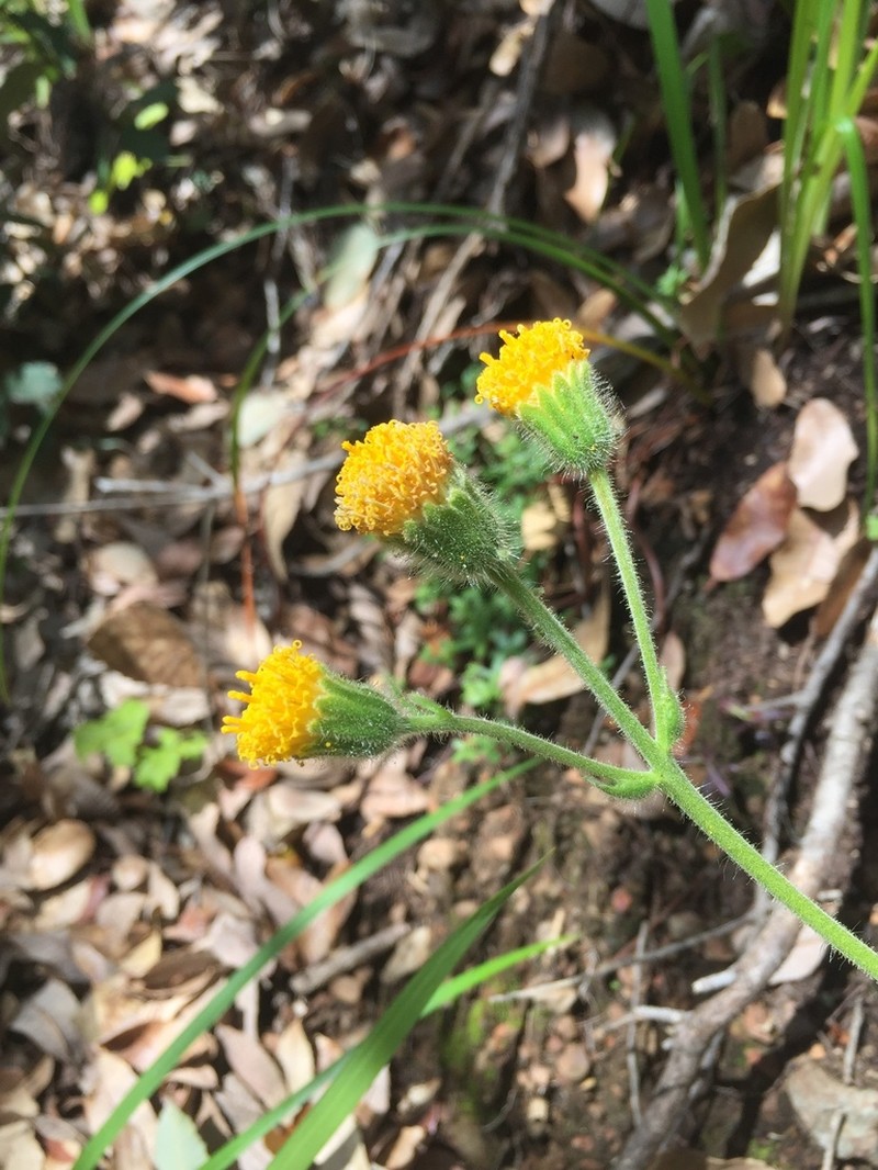 Rayless Arnica photo 7