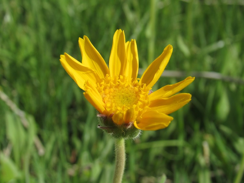 Foothill Arnica