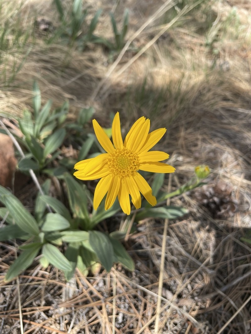 Foothill Arnica photo 2