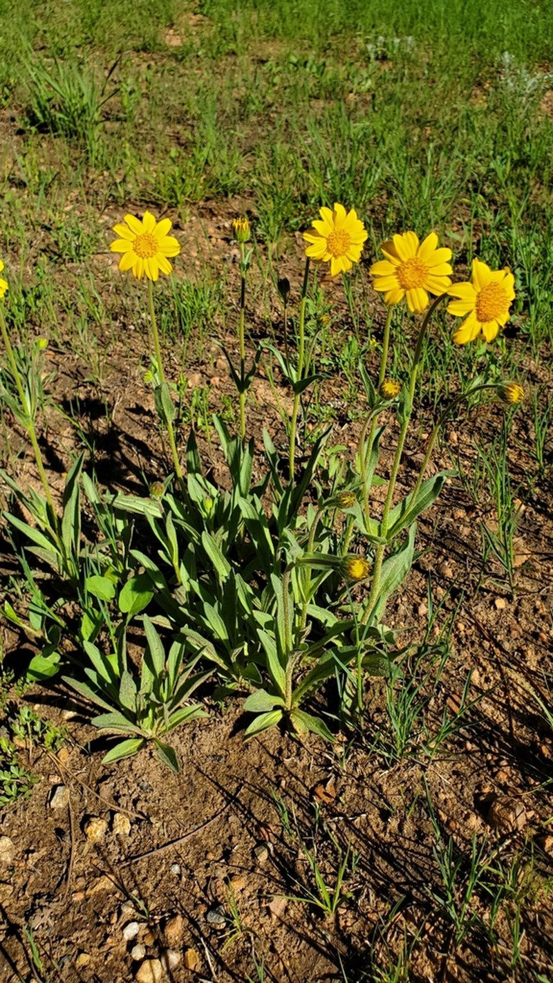 Foothill Arnica photo 3