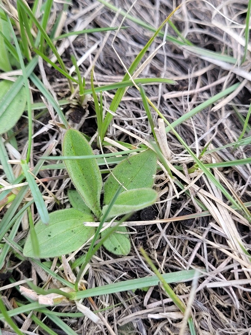 Foothill Arnica photo 4