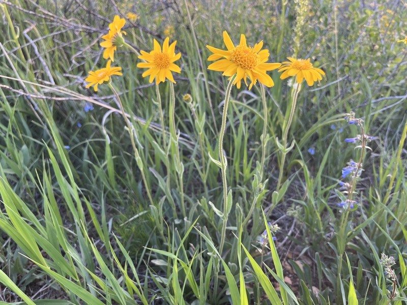 Foothill Arnica photo 6