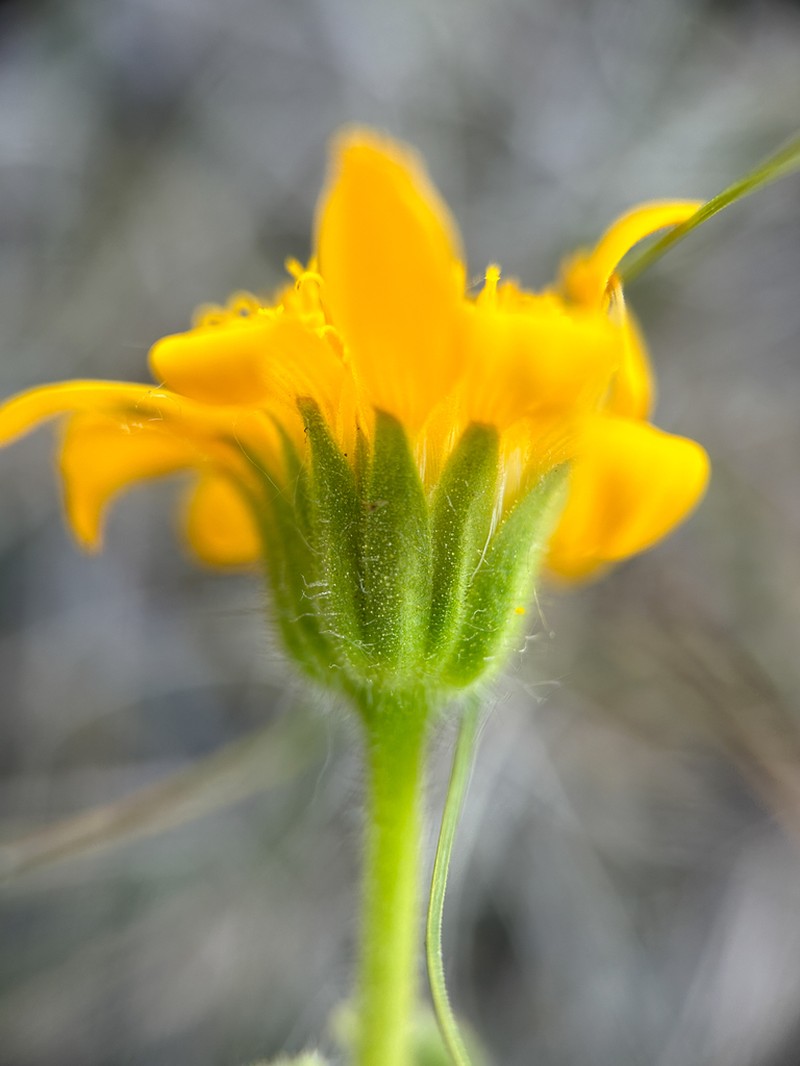 Foothill Arnica photo 7