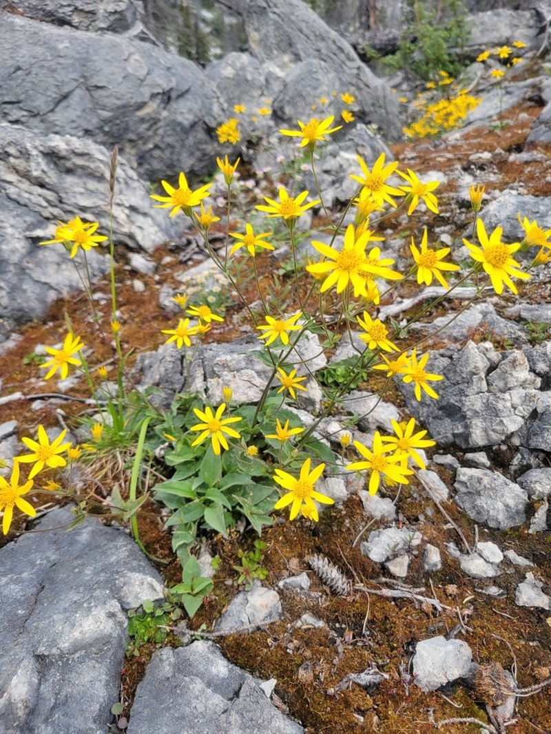Smallhead Arnica