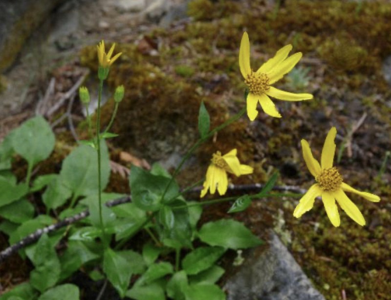 Smallhead Arnica photo 2