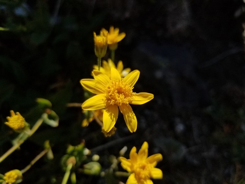 Smallhead Arnica photo 3