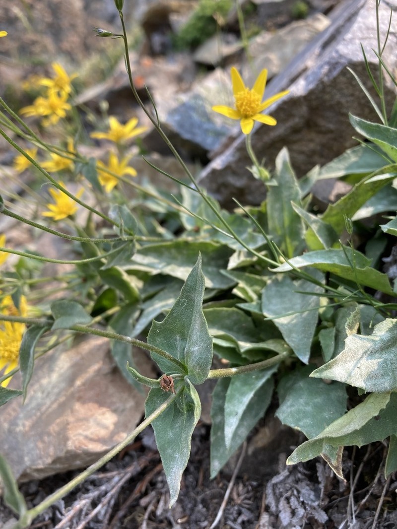 Smallhead Arnica photo 4