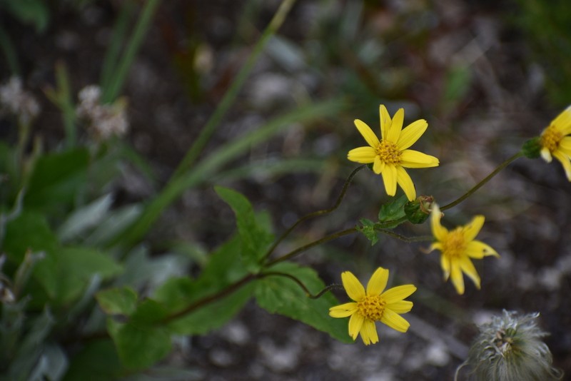 Smallhead Arnica photo 5
