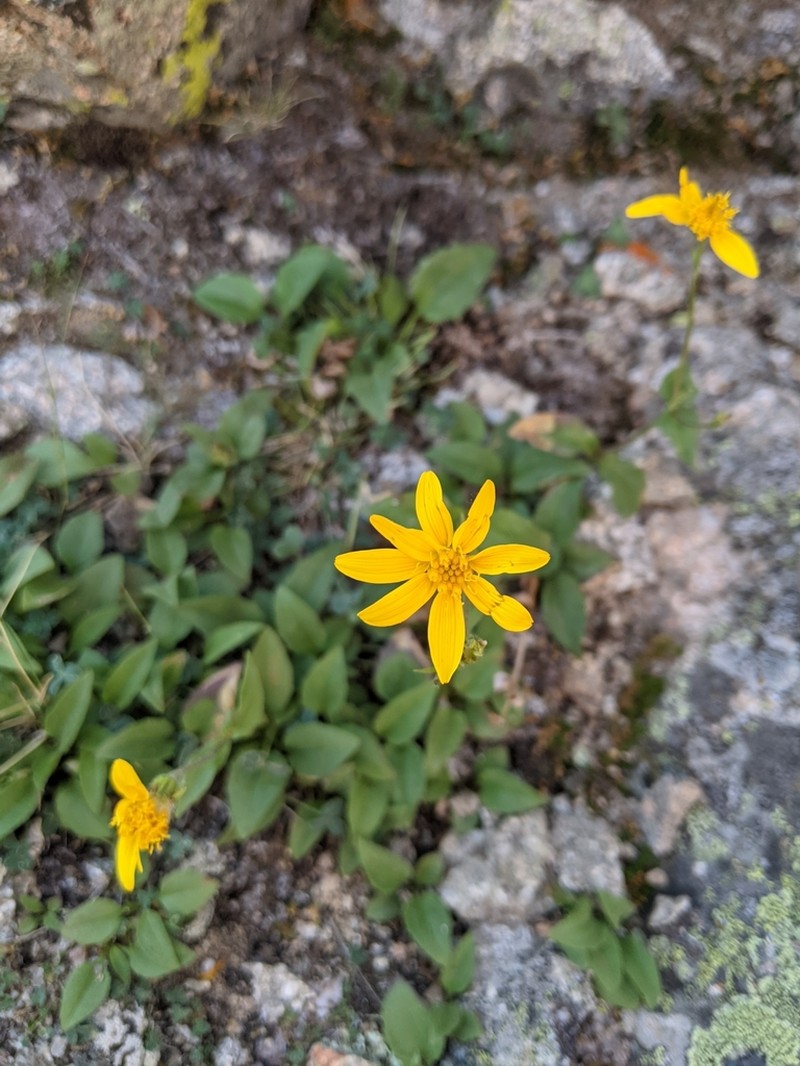 Smallhead Arnica photo 6