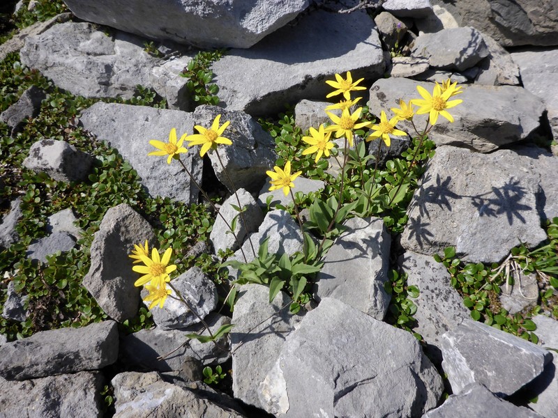 Smallhead Arnica photo 7