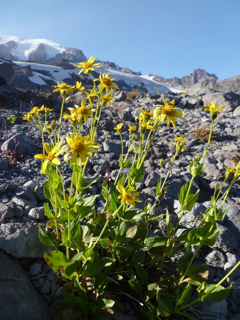 Smallhead Arnica photo 8
