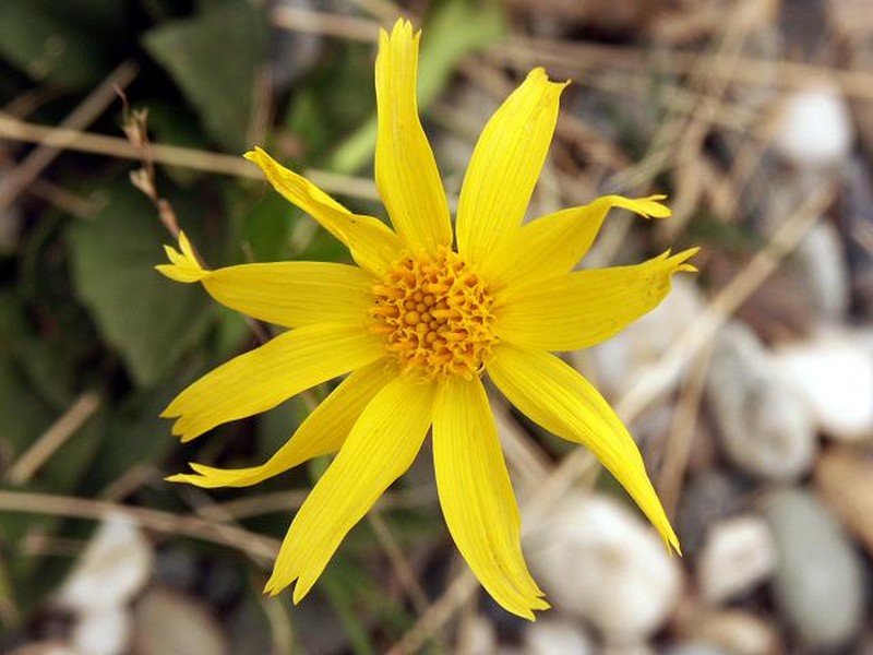 Arnica griscomii