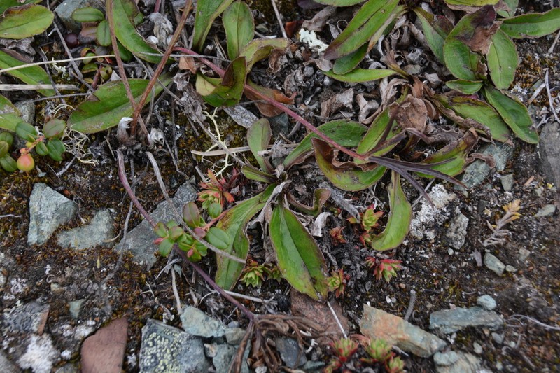 Arnica griscomii photo 2
