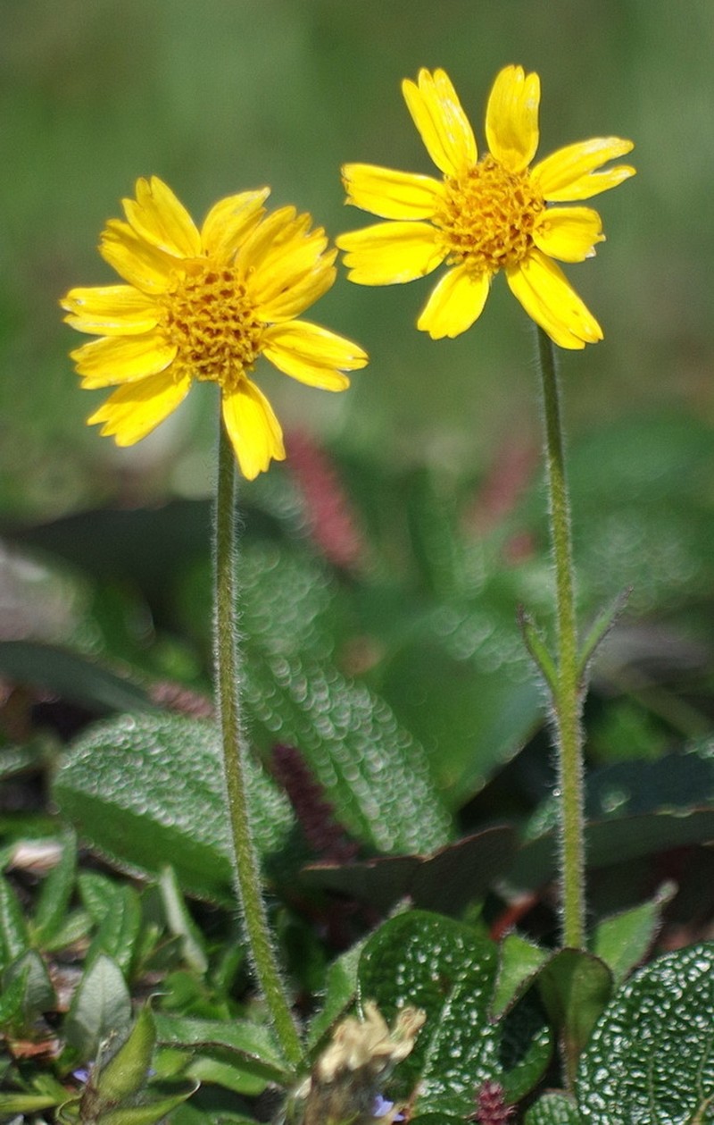 Arnica griscomii photo 3