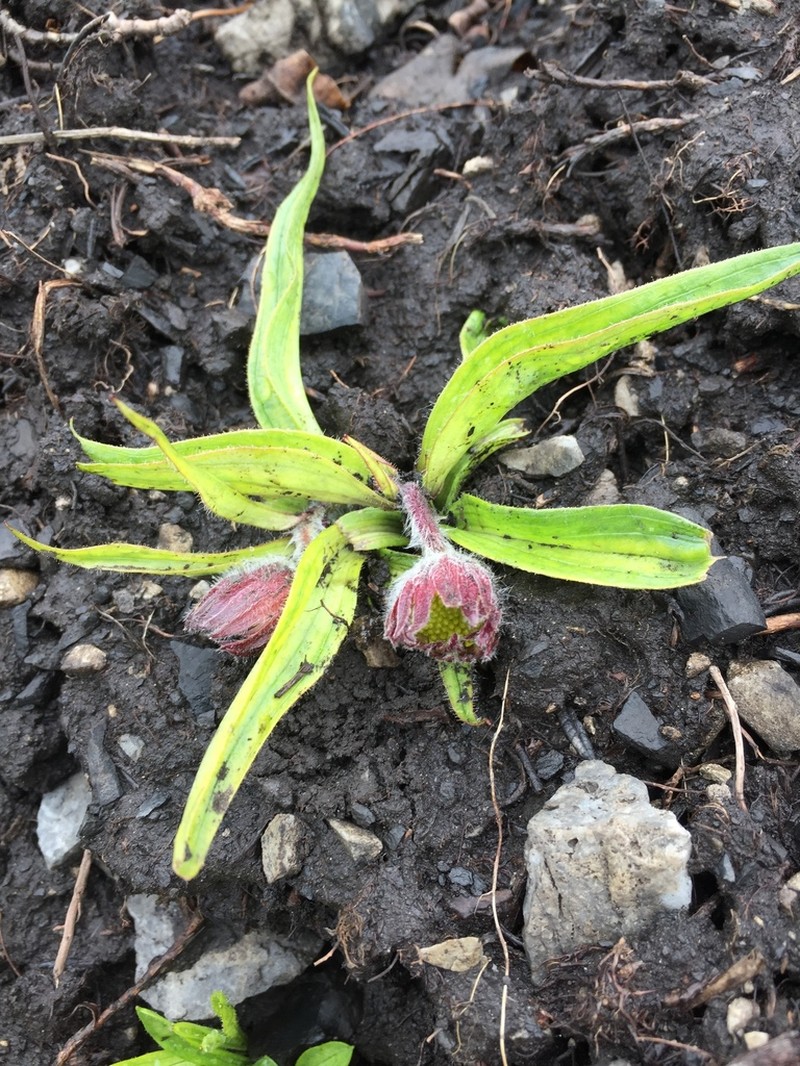Arnica griscomii photo 4