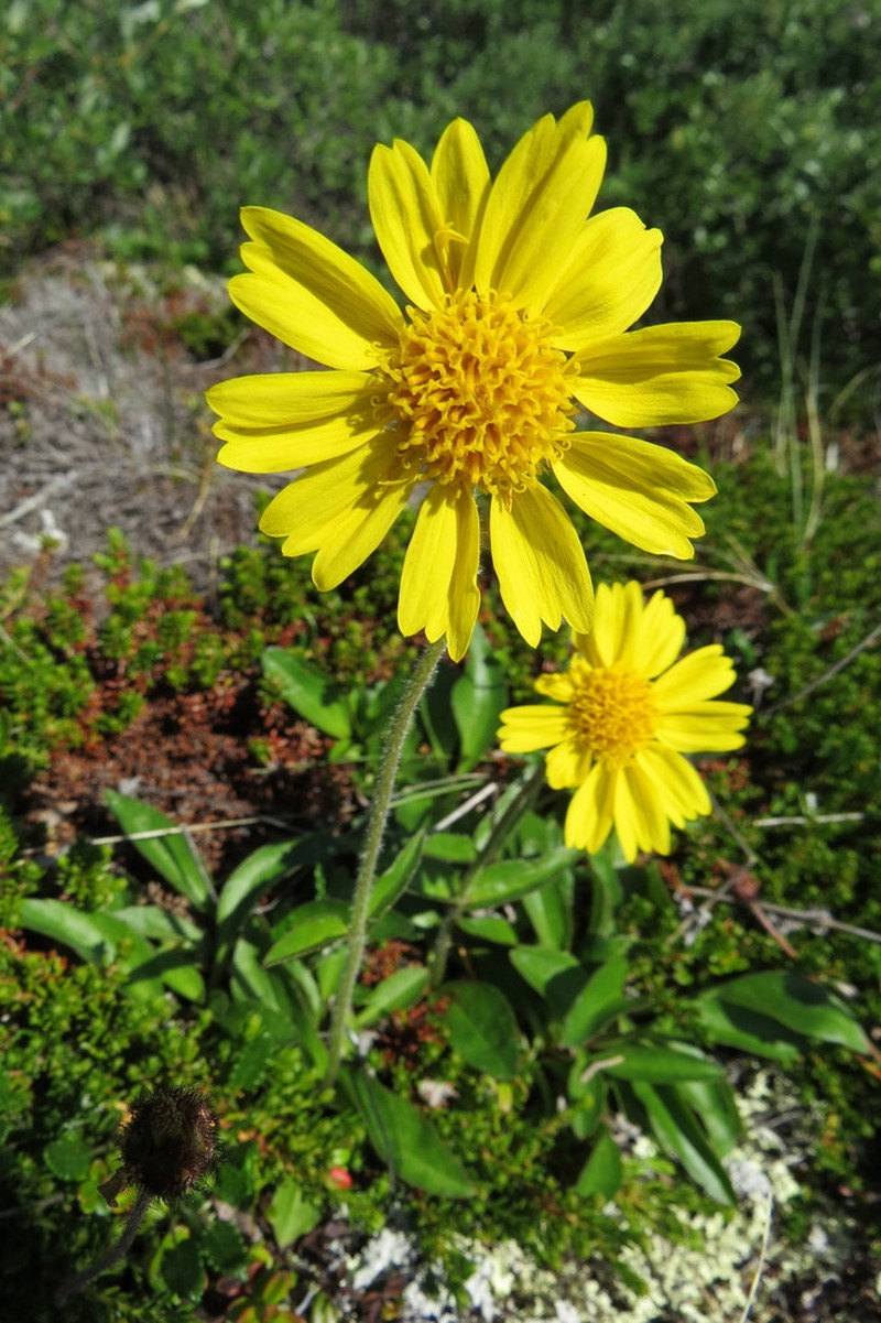 Arnica griscomii photo 5