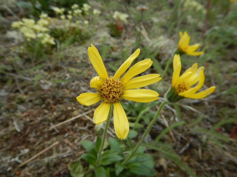 Arnica griscomii photo 6