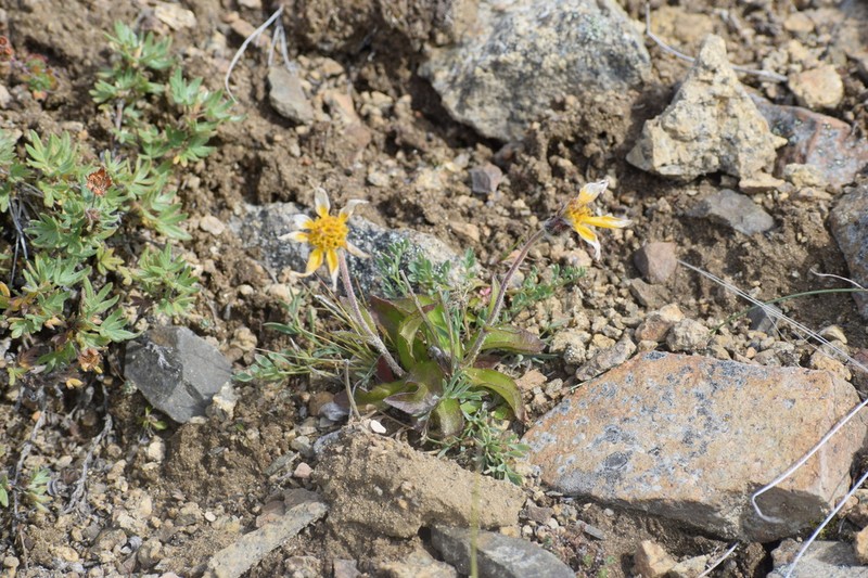 Arnica griscomii photo 7
