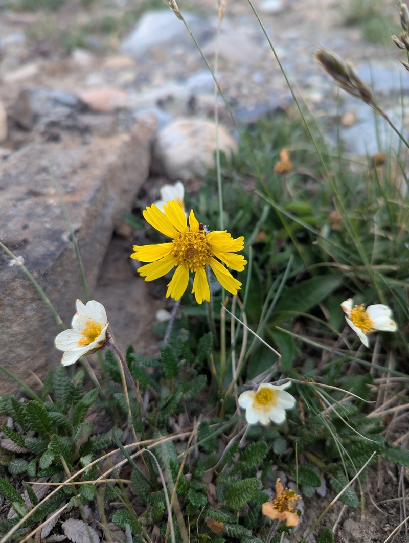 Snow Arnica