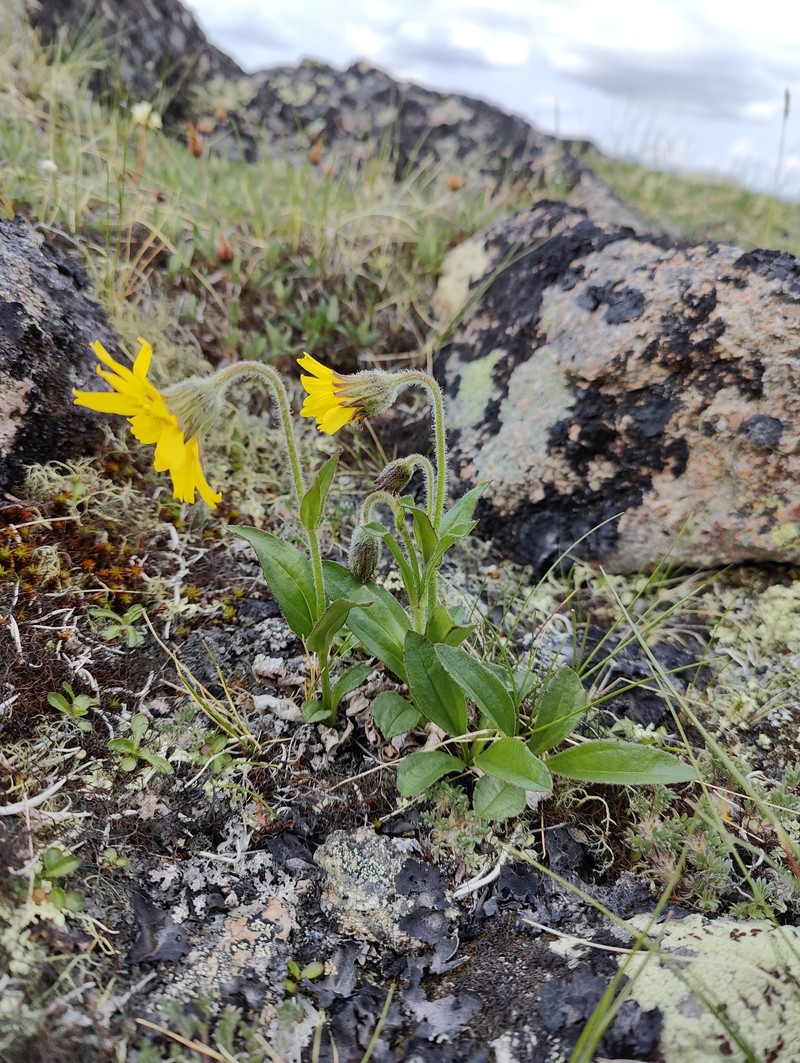 Snow Arnica photo 2